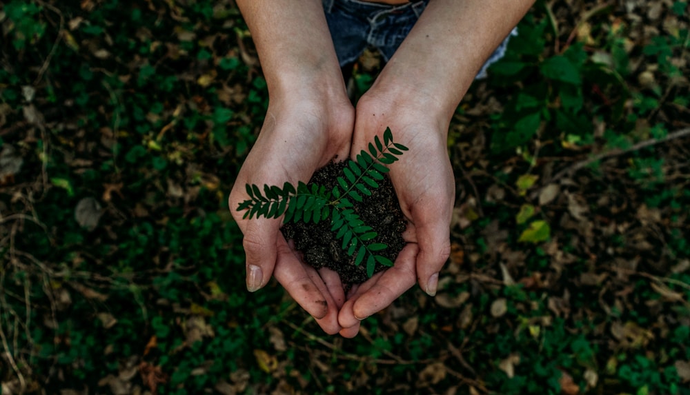 Forest Emerald Green